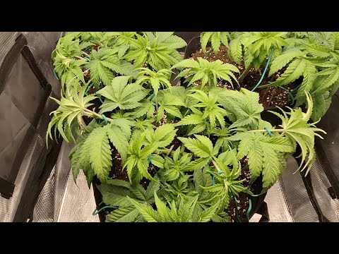Gelato Cake LST Training and Trimming