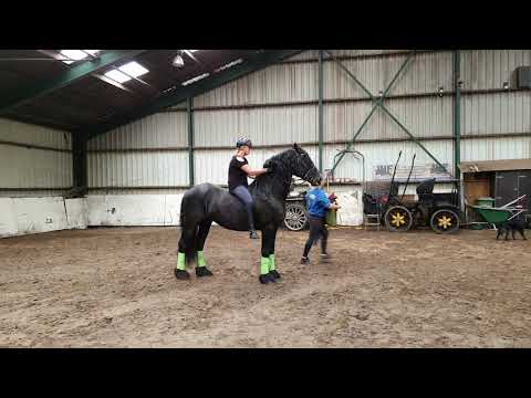 Stal Okkema's Tjalling - Rik x Pike - grooming and riding bareback and without saddle