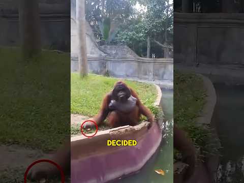 Orangutan Demands a Fair Swap 😂