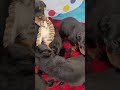 Rottweiler dogs for sale: Princess - Video 1