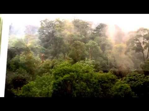 植林による気候保護は可能です