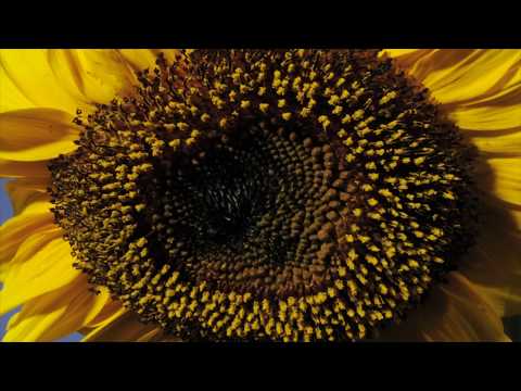 Sunflower time lapse