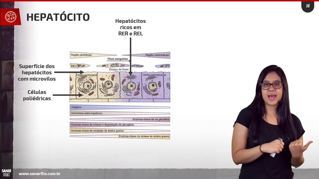 Histologia do fígado, trato biliar e vesícula - Aula Sanarflix