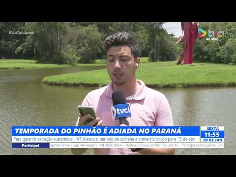 TEMPORADA DO PINHÃO É ADIADA NO PARANÁ