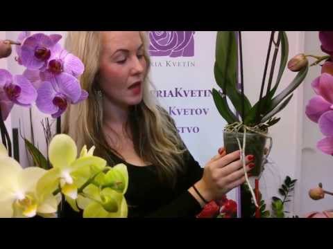 , title : 'Ako sa starať o orchideu ( Phalaenopsis ) - Donáška kvetov - Galéria Kvetín'