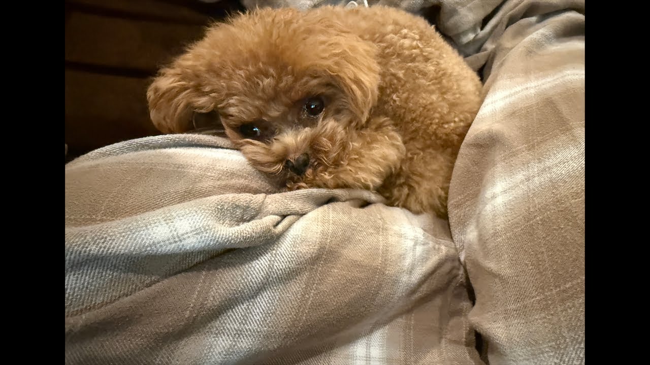 「今日は【地上最速モテボディメイク】Kousukeさんと早朝脚トレするので筋トレ配信」【第725回ショートスリーパーラジオ】(2026 4/1 6:40〜)