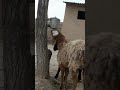 Shum Sheep