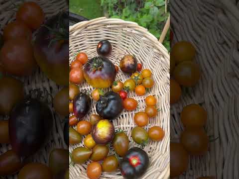 Funky tomato harvest! | Diary of a Yorkshire Gardener