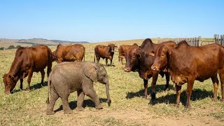 Download lagu Every Night This Elephant Visits a Cow Barn – The Reason Will Shock You mp3 Download lagu Every Night This Elephant Visits a Cow Barn – The Reason Will Shock You mp3