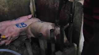 Eugenio Derbez Calls On Mexican Senate to Take Action After Video Exposes Horrific Animal Abuse