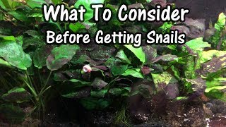 Snails, Algae and Advice