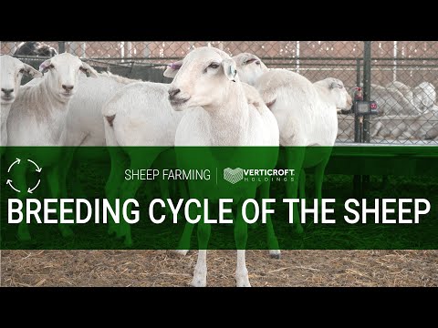 , title : 'Breeding Cycle of The Sheep | Sheep Farming | Verticroft Holdings | Ryan Singlehurst'