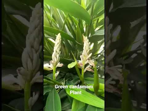 Grade: bold green cardamom , elettaria cardamomum,elaichi , ...