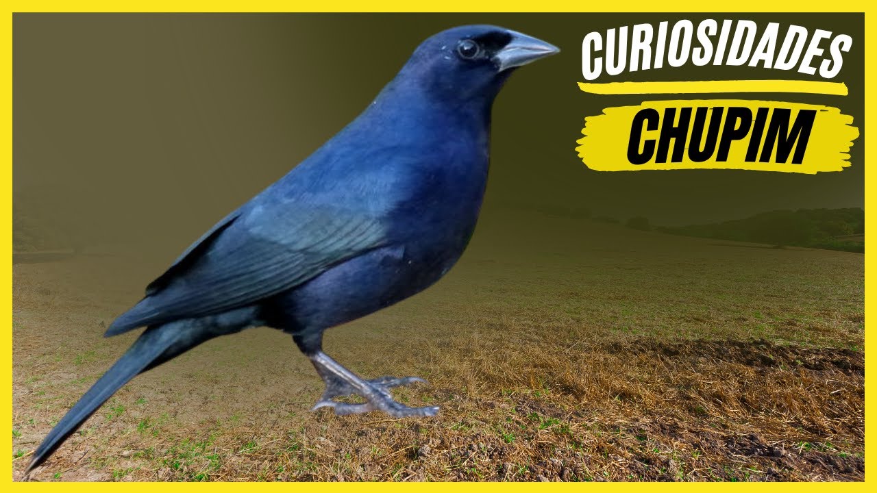 Curiosidades Sobre o "Chupim" Veja os Fatos Interessantes Sobre a Ave