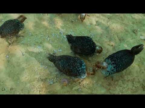 Tiger Murug#higlights 