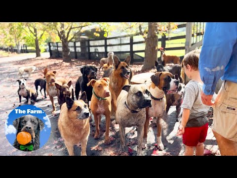 Relaxing Nature Walk with Big Adopted Dog Pack | Recommended Video for Stress Relief | The Farm