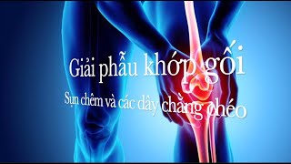 Giải phẫu khớp gối: Sụn chêm và các dây chằng chéo