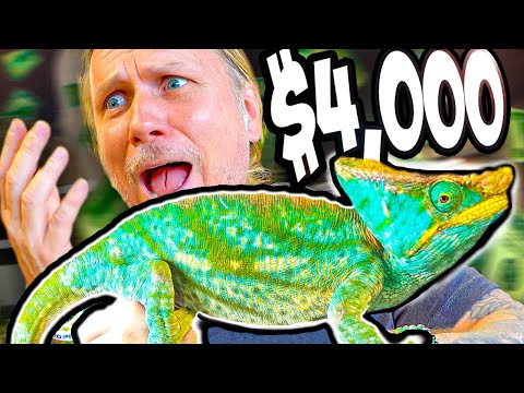 I Spent $4000 For The Largest Chameleon In The World!