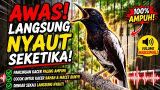 Download lagu Suara Burung Kacer Bikin Lawan Emosi Gacor, Pancingan Kacer Agar Cepat Emosi Gacor mp3