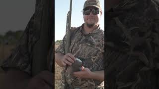 Tips for Mounting a White-Winged Dove! #dunation #ducksunlimited #hunting #taxidermy