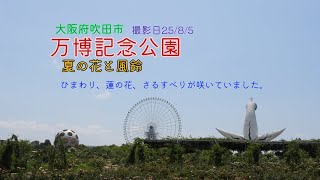 【万博記念公園】夏の花、ひまわり、蓮の花、さるすべりが咲いていました。太陽の塔近くに風鈴が設置されていました。撮影日25/8/5。#風景 #癒し #flowers #大阪 #夏