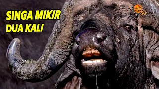 Download lagu Agak Lain - Kerbau Afrika Herbivora Paling Berani Melawan singa!! Wildlife documentary mp3 Download lagu Agak Lain - Kerbau Afrika Herbivora Paling Berani Melawan singa!! Wildlife documentary mp3