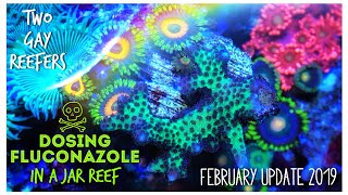 Rid Algae With Fluconazole - Dosing A Pico Reef - Ultimate  Simple Jar Reef Feb 2019