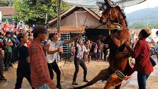 Download lagu Kuda renggong jatuh saat atraksi mp3