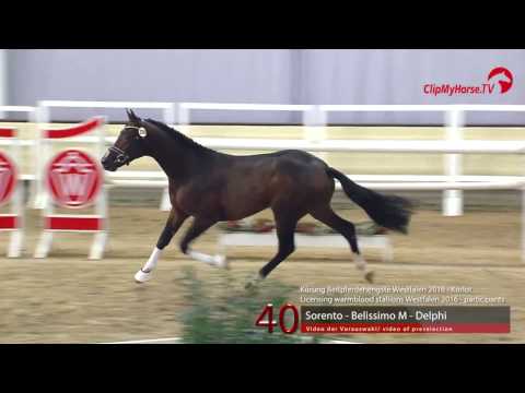 40  Sorento - Belissimo  M - Delphi