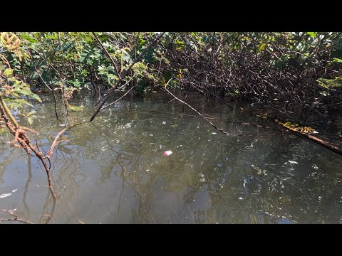 Pescaria de tucunaré e porquinho gigante no Rio grande minas gerais era um maior que o outro 