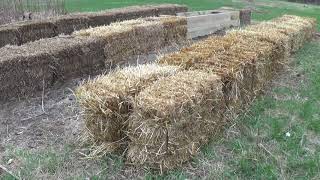 HAY BALE/STRAW BALE GARDENING. Conditioning the bales. The 12 day process begins. Part 1 of 2.