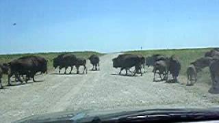 preview picture of video 'Bison in the Tallgrass Prairie Preserve, Osage County, Oklahoma'
