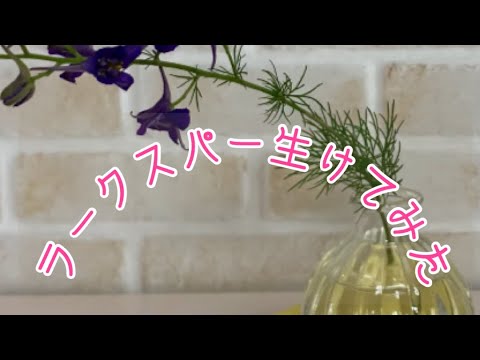 ラークスパー 植物