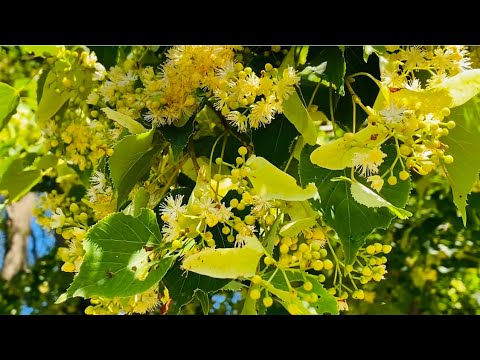 冬シナノキ「ランチョ」 植物