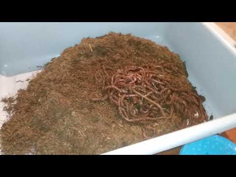 Unboxing Jumbo European Night Crawlers & Cocoons - Vermicomposting & Bait Worms