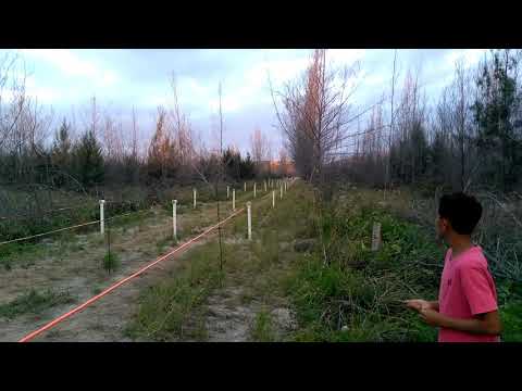 Corrida de cavalos Quarto de Milha vs inglês