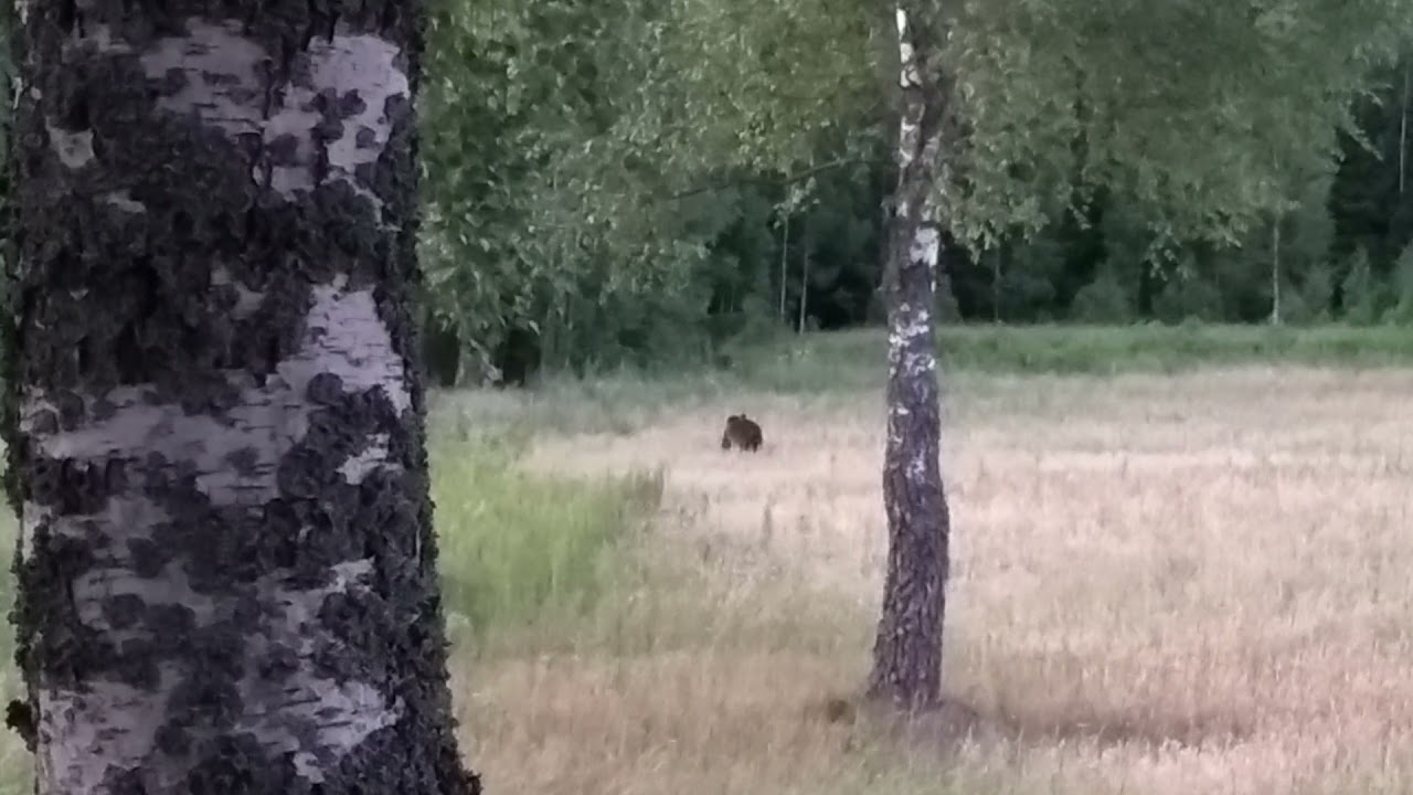 Самец бурого медведя на посевах овса