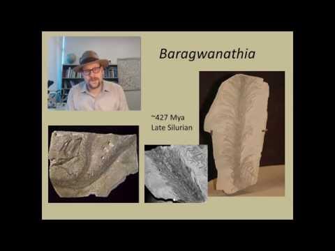 How did plants colonize the land,  based on the fossil record?