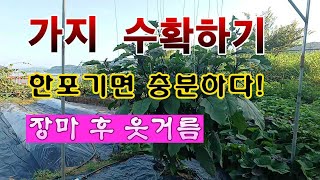 [텃밭농부 2,002]  가지 수확 후. 웃거름 주는 방법 #가지재배
