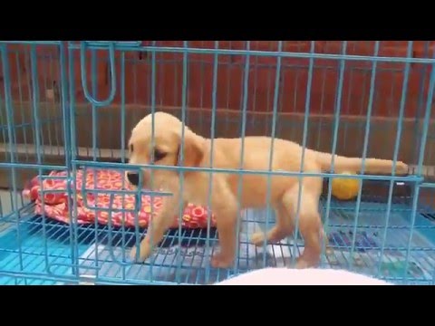 Super cute sufi (dog)trying to get out!