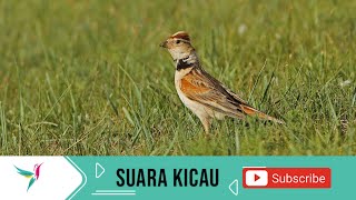 Download lagu Suara Unik Mongolian Lark Untuk Masteran Burung Lomba mp3 Download lagu Suara Unik Mongolian Lark Untuk Masteran Burung Lomba mp3