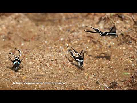 アオスソビキアゲハ集団吸水