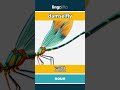 damselfly - 豆娘 video thumbnail