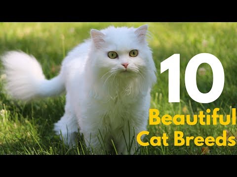 Top 10 Most Cutest Domestic Cat Breeds in the World || Beautiful cats