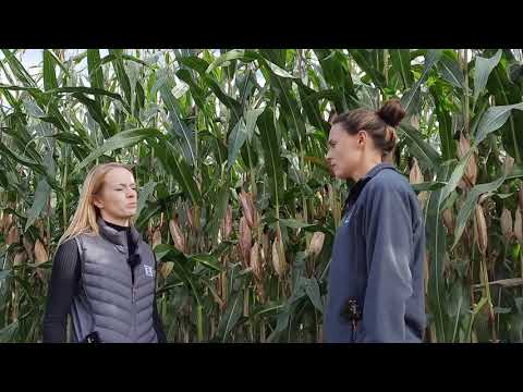 KWS Mais on Tour – Susanna trifft Daniela Knorr