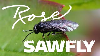 Rose Sawfly