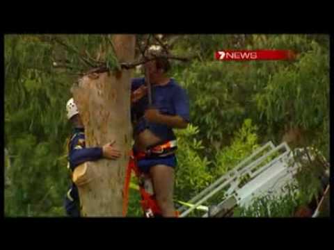 Homem fica preso na árvore só de cueca