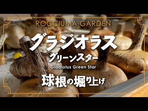 グラジオラス 植物