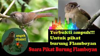 Download lagu SUARA PIKAT BURUNG FLAMBOYAN DAN BURUNG LAINYA mp3 Download lagu SUARA PIKAT BURUNG FLAMBOYAN DAN BURUNG LAINYA mp3