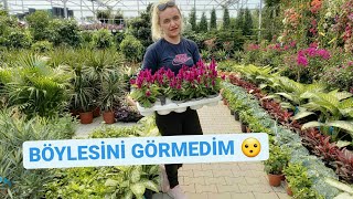 ÇİÇEKLER FİYATLARI 🌹 ÇİÇEK BAHÇESİ 🌹 ÇİÇEK FİDAN BİTKİ BOTANİK BAHÇE D